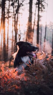 Animals Wallpapers Download – Free Animals HD Wallpapers for Mobile (5)
