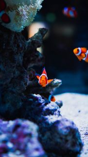 Animals Wallpapers Download – Free Animals HD Wallpapers for Mobile (9)