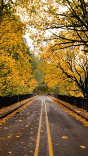 Autumn Road iPhone 5s wallpaper