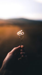 Best Phone HD Wallpapers Free Download-Bestwallpapers (22)