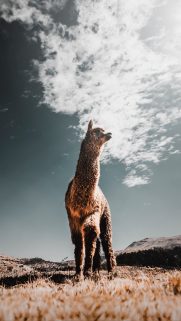 Best Phone HD Wallpapers Free Download-Bestwallpapers (37)