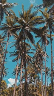 Download Free Wallpapers for Mobile – Best Wallpapers