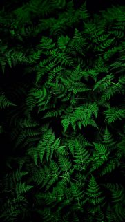 Download Free Wallpapers for Mobile – Best Wallpapers (1)