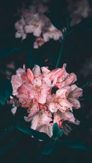Flower Wallpapers Free Download – Best Flowers Wallpapers for Mobile (10)