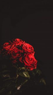 Flower Wallpapers Free Download – Best Flowers Wallpapers for Mobile (11)