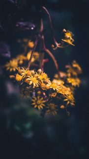 Flower Wallpapers Free Download – Best Flowers Wallpapers for Mobile (13)
