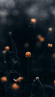 Flower Wallpapers Free Download – Best Flowers Wallpapers for Mobile (14)