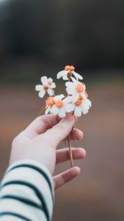 Flower Wallpapers Free Download – Best Flowers Wallpapers for Mobile (16)