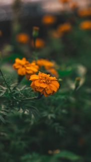 Flower Wallpapers Free Download – Best Flowers Wallpapers for Mobile (17)