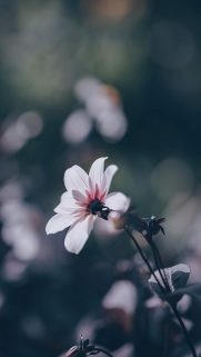 Flower Wallpapers Free Download – Best Flowers Wallpapers for Mobile