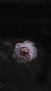 Flower Wallpapers Free Download – Best Flowers Wallpapers for Mobile (2)