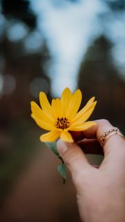 Flower Wallpapers Free Download – Best Flowers Wallpapers for Mobile (22)