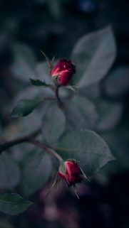 Flower Wallpapers Free Download – Best Flowers Wallpapers for Mobile (23)