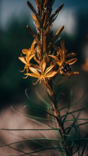 Flower Wallpapers Free Download – Best Flowers Wallpapers for Mobile (24)