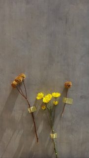 Flower Wallpapers Free Download – Best Flowers Wallpapers for Mobile (26)