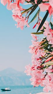 Flower Wallpapers Free Download – Best Flowers Wallpapers for Mobile (28)
