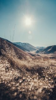 Flower Wallpapers Free Download – Best Flowers Wallpapers for Mobile (3)