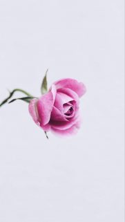 Flower Wallpapers Free Download – Best Flowers Wallpapers for Mobile (30)