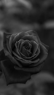 Flower Wallpapers Free Download – Best Flowers Wallpapers for Mobile (31)