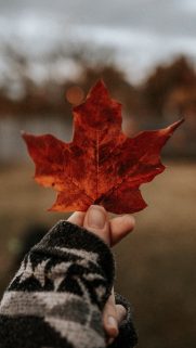 Flower Wallpapers Free Download – Best Flowers Wallpapers for Mobile (32)