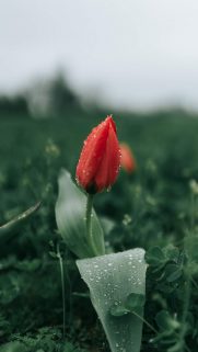 Flower Wallpapers Free Download – Best Flowers Wallpapers for Mobile (33)