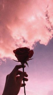 Flower Wallpapers Free Download – Best Flowers Wallpapers for Mobile (35)