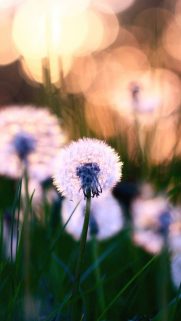 Flower Wallpapers Free Download – Best Flowers Wallpapers for Mobile (36)