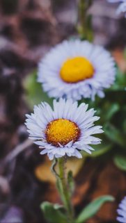 Flower Wallpapers Free Download – Best Flowers Wallpapers for Mobile (37)