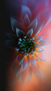 Flower Wallpapers Free Download – Best Flowers Wallpapers for Mobile (38)