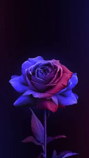 Flower Wallpapers Free Download – Best Flowers Wallpapers for Mobile (39)