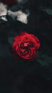 Flower Wallpapers Free Download – Best Flowers Wallpapers for Mobile (6)