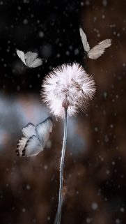 Flower Wallpapers Free Download – Best Flowers Wallpapers for Mobile (7)