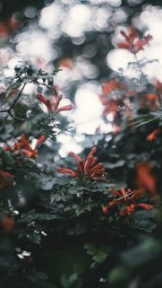 Flower Wallpapers Free Download – Best Flowers Wallpapers for Mobile (9)