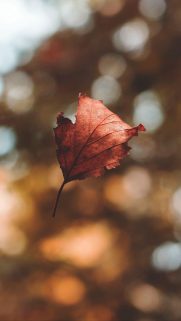 Leaf Wallpapers Free Download – Best Tree Leaf Wallpapers for Mobile (10)