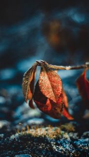Leaf Wallpapers Free Download – Best Tree Leaf Wallpapers for Mobile (11)