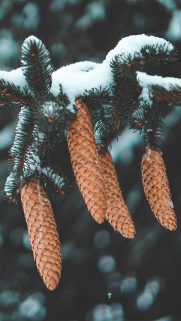 Leaf Wallpapers Free Download – Best Tree Leaf Wallpapers for Mobile (12)