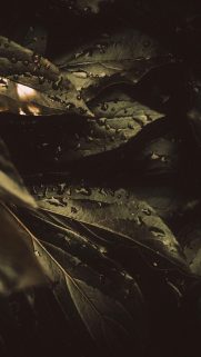 Leaf Wallpapers Free Download – Best Tree Leaf Wallpapers for Mobile (13)