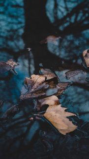 Leaf Wallpapers Free Download – Best Tree Leaf Wallpapers for Mobile (14)