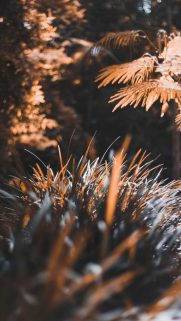 Leaf Wallpapers Free Download – Best Tree Leaf Wallpapers for Mobile (15)