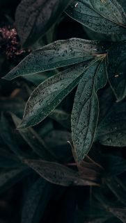 Leaf Wallpapers Free Download – Best Tree Leaf Wallpapers for Mobile