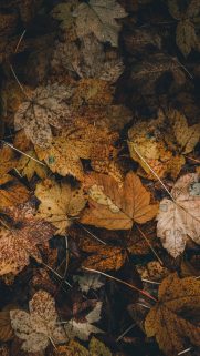 Leaf Wallpapers Free Download – Best Tree Leaf Wallpapers for Mobile (19)