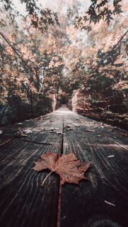 Leaf Wallpapers Free Download – Best Tree Leaf Wallpapers for Mobile (2)