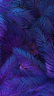 Leaf Wallpapers Free Download – Best Tree Leaf Wallpapers for Mobile (20)