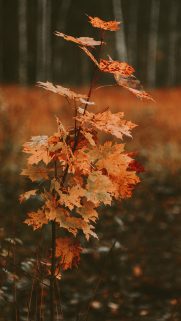 Leaf Wallpapers Free Download – Best Tree Leaf Wallpapers for Mobile (23)