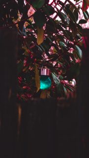 Leaf Wallpapers Free Download – Best Tree Leaf Wallpapers for Mobile (24)