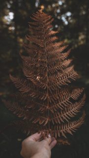 Leaf Wallpapers Free Download – Best Tree Leaf Wallpapers for Mobile (27)