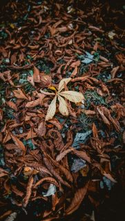 Leaf Wallpapers Free Download – Best Tree Leaf Wallpapers for Mobile (28)
