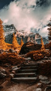 Leaf Wallpapers Free Download – Best Tree Leaf Wallpapers for Mobile (29)
