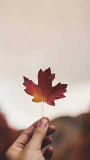 Leaf Wallpapers Free Download – Best Tree Leaf Wallpapers for Mobile (3)