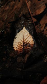 Leaf Wallpapers Free Download – Best Tree Leaf Wallpapers for Mobile (30)